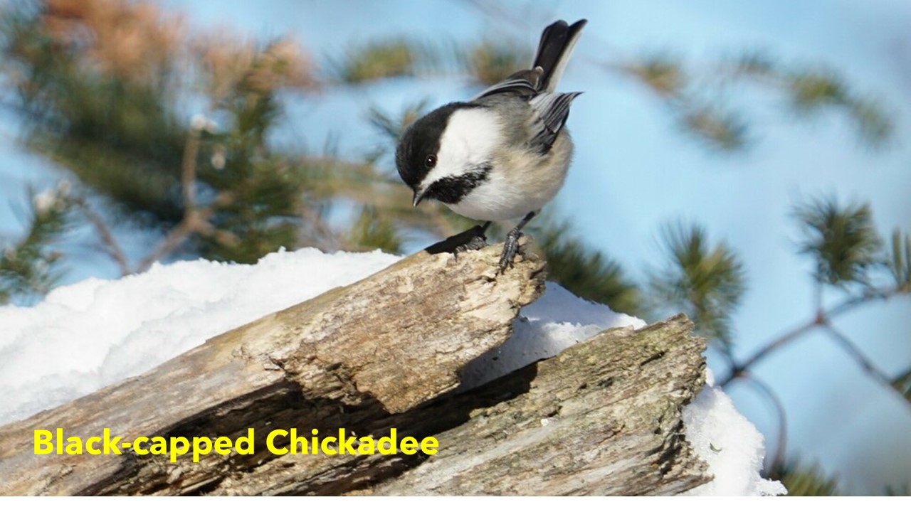 Black-capped Chickadee Ⓒ Don Leaon