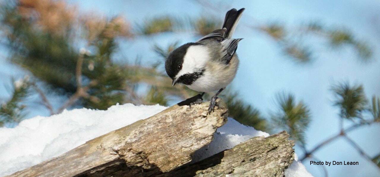 Black-capped Chickadee photo by Don Leaon