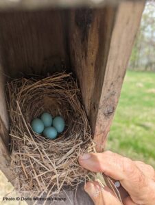 Nest in birdhouse with 4 bluebird eggs.