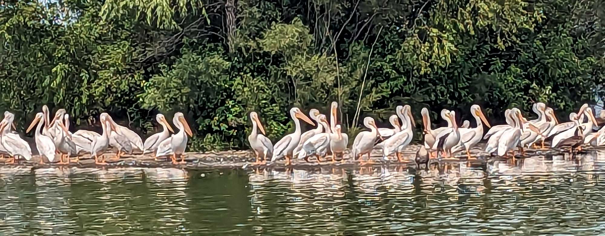A flock of pelicans on a like shoreline with woods in the background.