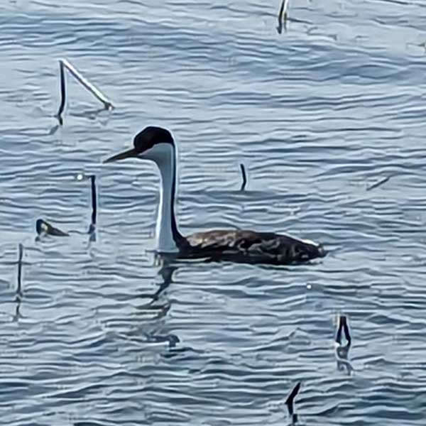 Western grebe on Lake Osakis