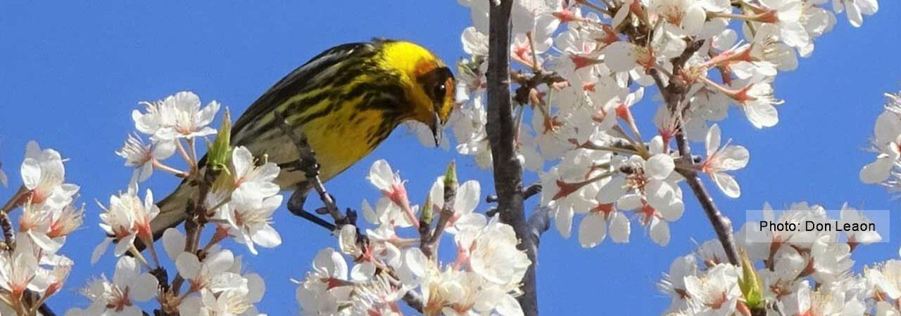 Cape May Warbler - Photo: Don Leaon