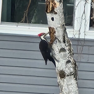 Pileated woodpecker on a birch in front of a house.