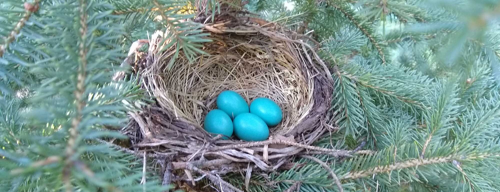 A robin's nest with four blue eggs in a spruce tree