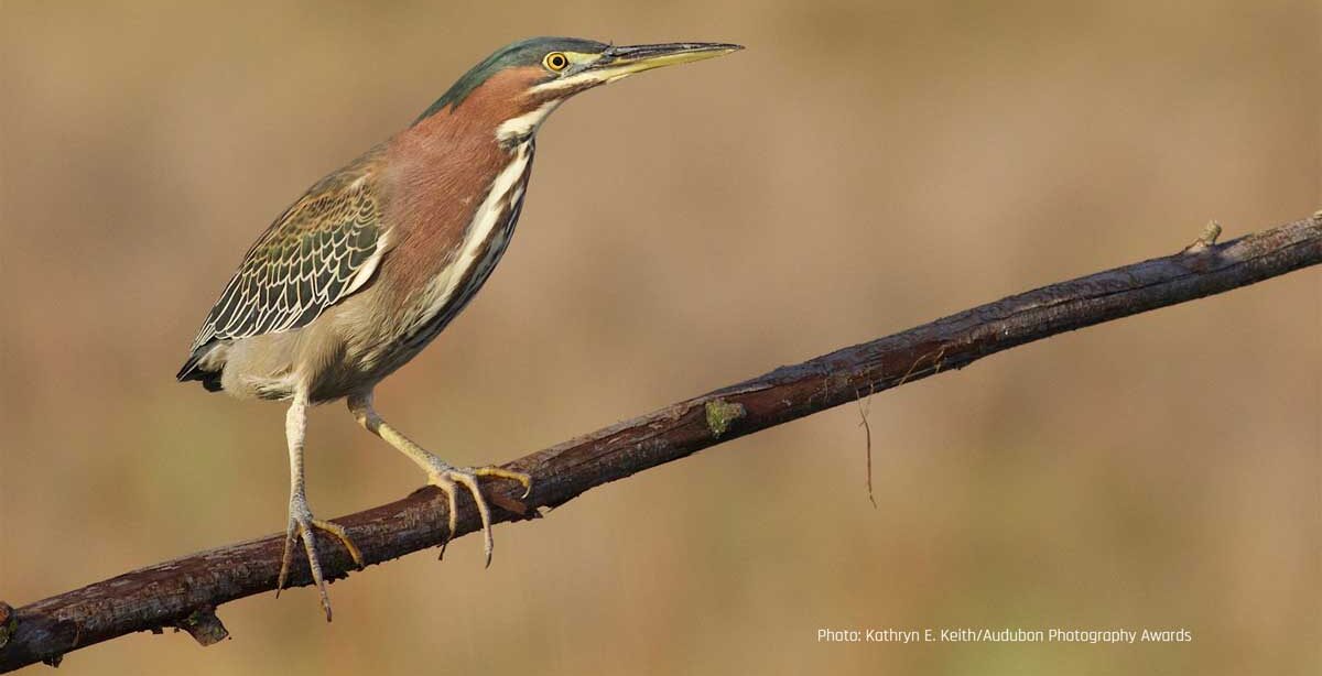 Green-backed Heron perched on a branch. Photo: Kathryn E. Keith/Audubon Photography Awards