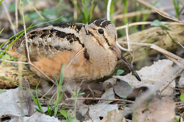 Woodcock Outing