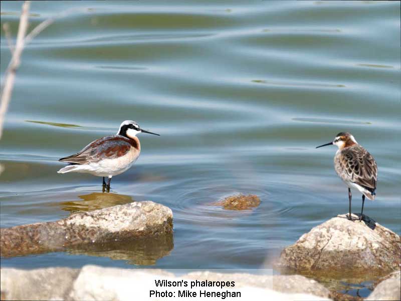 Bird Outing