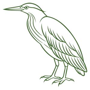 Outline image of a green heron