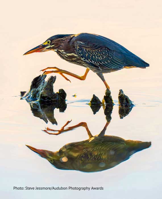 Green Heron- Photo by Steve Jessmore/Audubon Photography Awards