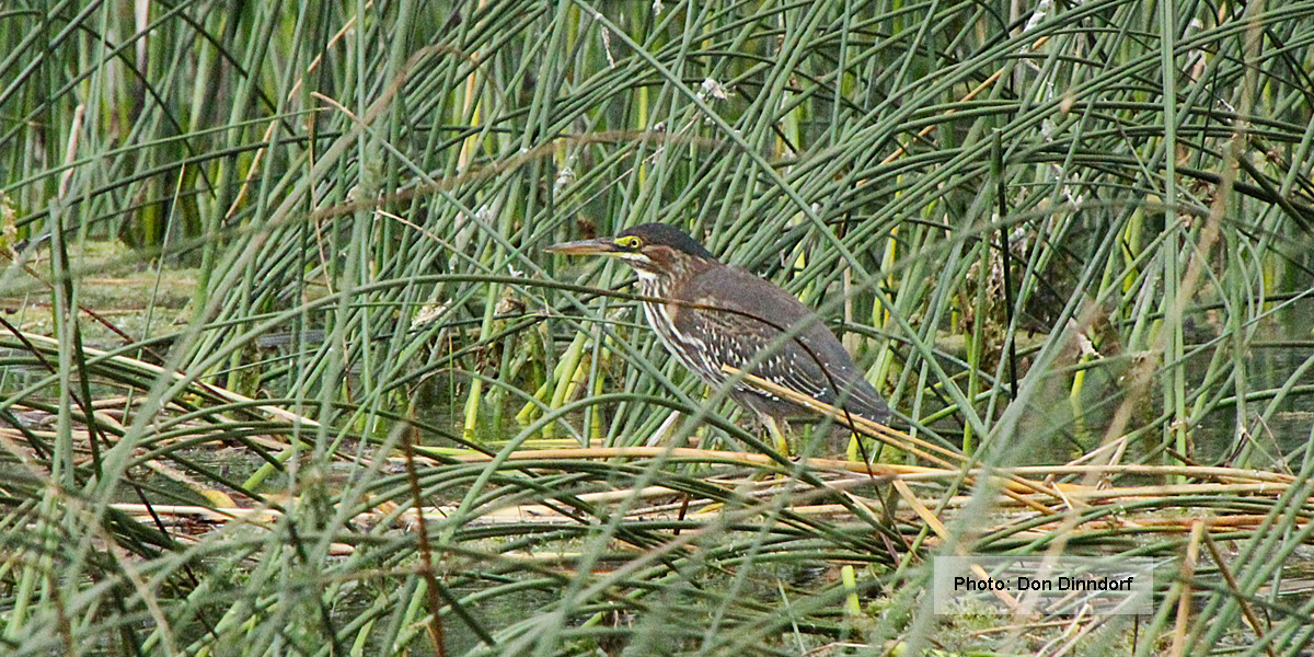 Green Heron standing among reeds