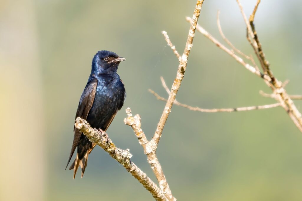 CMAS Meeting: Purple Martins