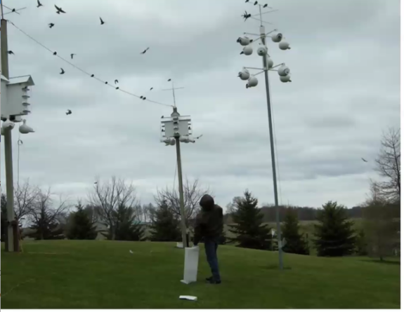 Purple Martins