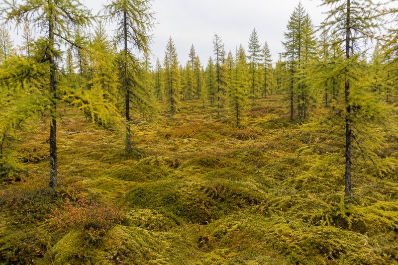 St. Wendell Tamarack Bog Tour